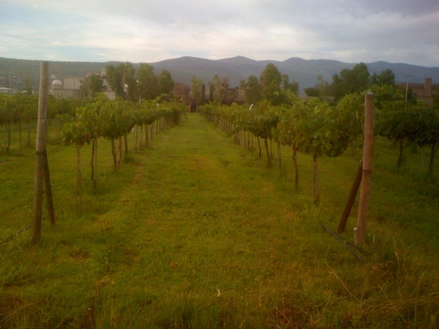  Vigneto formato 